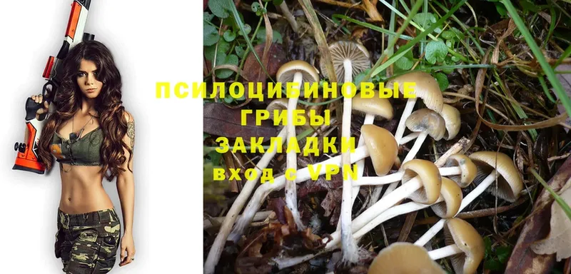 Псилоцибиновые грибы Psilocybine cubensis  Видное 